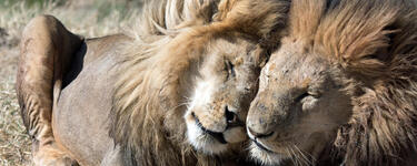 Two male lions cuddling&nbsp;in the Serengeti National Park, Tanzania, Africa